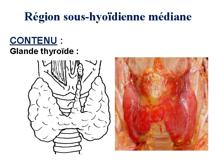 Région sous-hyoïdienne médiane CONTENU : Glande thyroïde : 