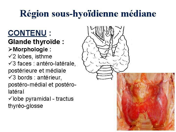 Région sous-hyoïdienne médiane CONTENU : Glande thyroïde : ØMorphologie : ü 2 lobes, isthme