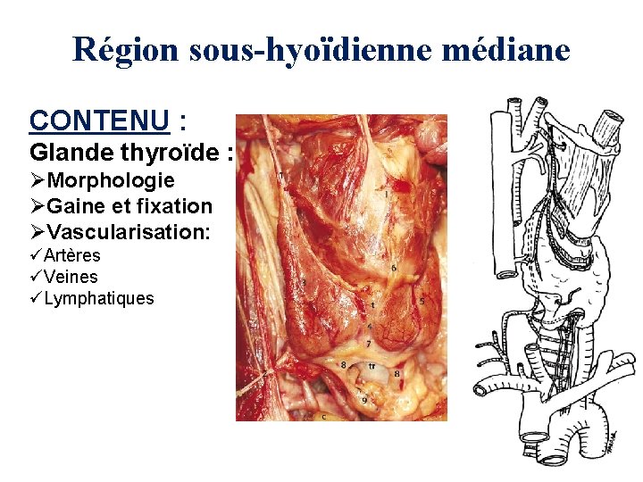 Région sous-hyoïdienne médiane CONTENU : Glande thyroïde : ØMorphologie ØGaine et fixation ØVascularisation: üArtères