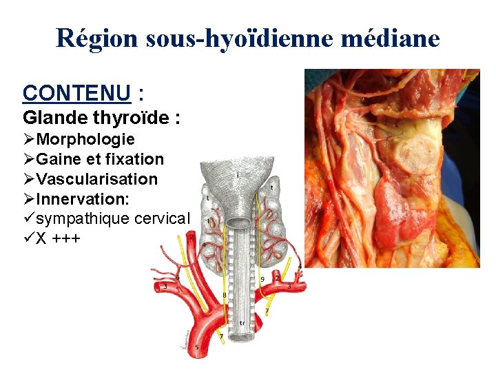 Région sous-hyoïdienne médiane CONTENU : Glande thyroïde : ØMorphologie ØGaine et fixation ØVascularisation ØInnervation: