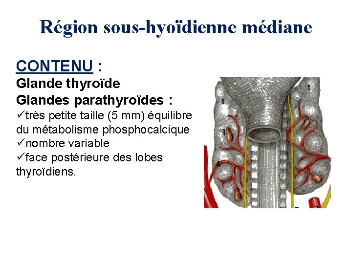 Région sous-hyoïdienne médiane CONTENU : Glande thyroïde Glandes parathyroïdes : ütrès petite taille (5