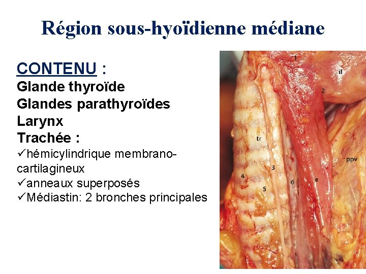 Région sous-hyoïdienne médiane CONTENU : Glande thyroïde Glandes parathyroïdes Larynx Trachée : ühémicylindrique membranocartilagineux