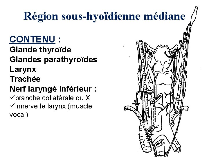 Région sous-hyoïdienne médiane CONTENU : Glande thyroïde Glandes parathyroïdes Larynx Trachée Nerf laryngé inférieur