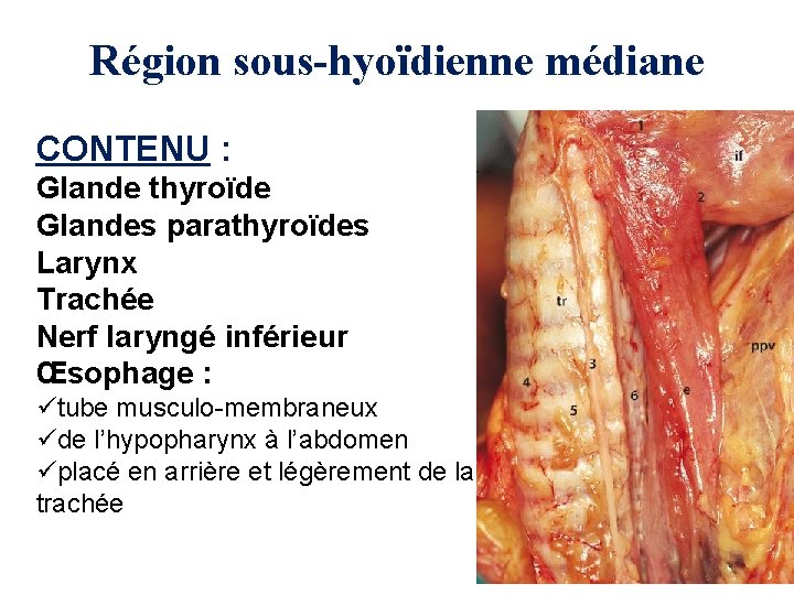 Région sous-hyoïdienne médiane CONTENU : Glande thyroïde Glandes parathyroïdes Larynx Trachée Nerf laryngé inférieur