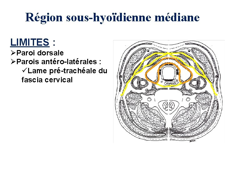Région sous-hyoïdienne médiane LIMITES : ØParoi dorsale ØParois antéro-latérales : üLame pré-trachéale du fascia