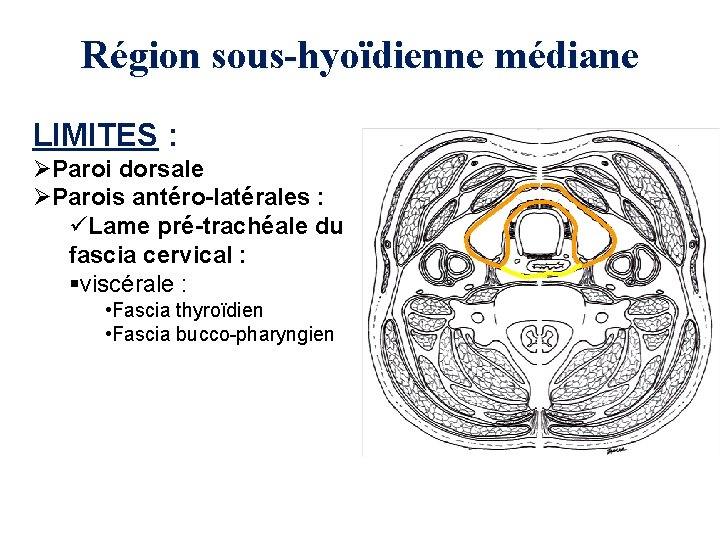 Région sous-hyoïdienne médiane LIMITES : ØParoi dorsale ØParois antéro-latérales : üLame pré-trachéale du fascia