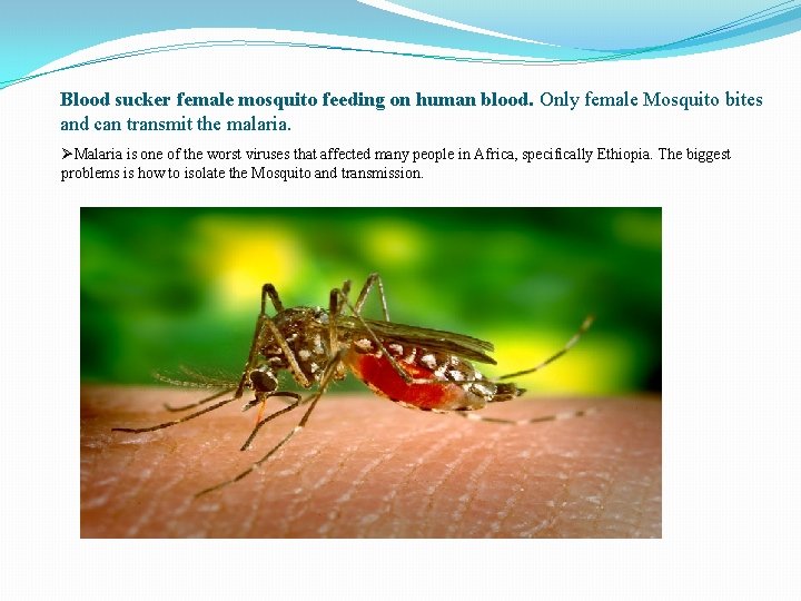 Blood sucker female mosquito feeding on human blood. Only female Mosquito bites and can