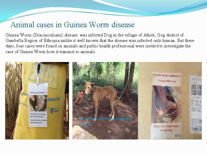 Animal cases in Guinea Worm disease Guinea Worm (Dracunculiasis) disease was infected Dog in