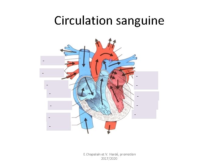 Circulation sanguine - - - - - E. Chapalain et V. Hardé, promotion 2017/2020