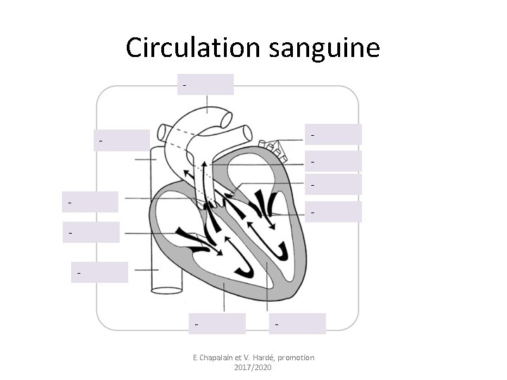 Circulation sanguine - - - - E. Chapalain et V. Hardé, promotion 2017/2020 