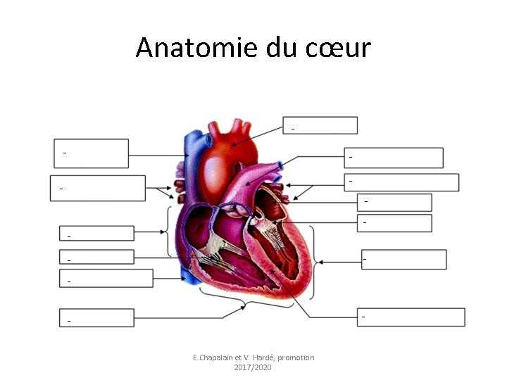 Anatomie du cœur - - - - E. Chapalain et V. Hardé, promotion 2017/2020