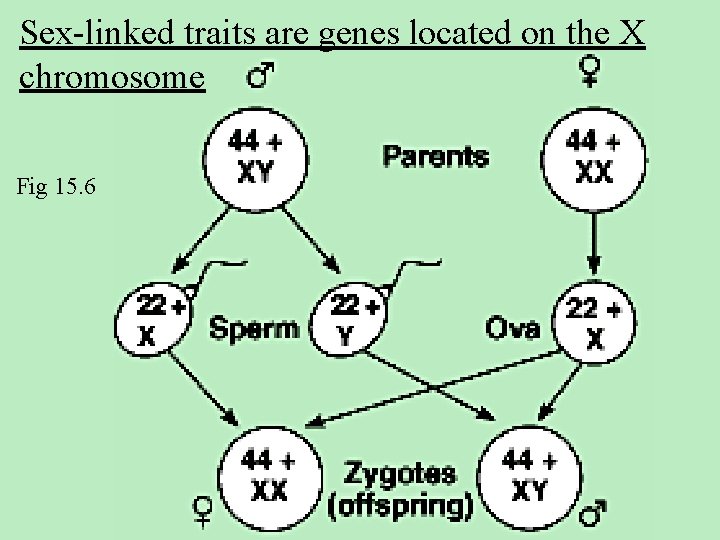 Sex-linked traits are genes located on the X chromosome Fig 15. 6 