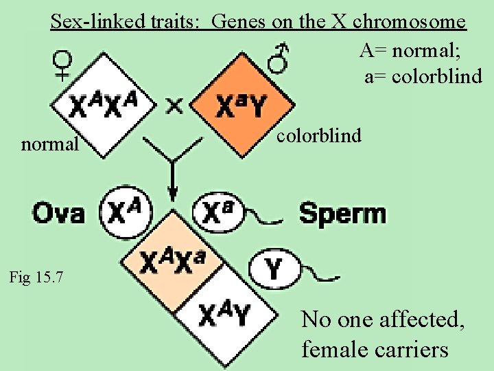 Sex-linked traits: Genes on the X chromosome A= normal; a= colorblind normal colorblind Fig