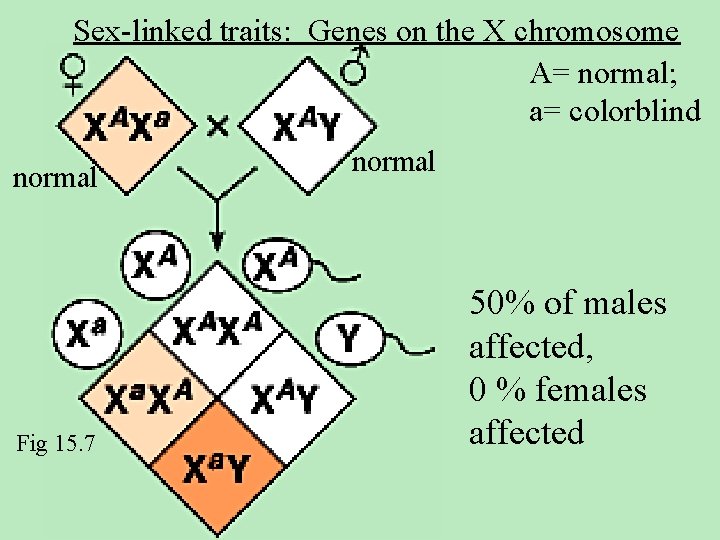 Sex-linked traits: Genes on the X chromosome A= normal; a= colorblind normal Fig 15.