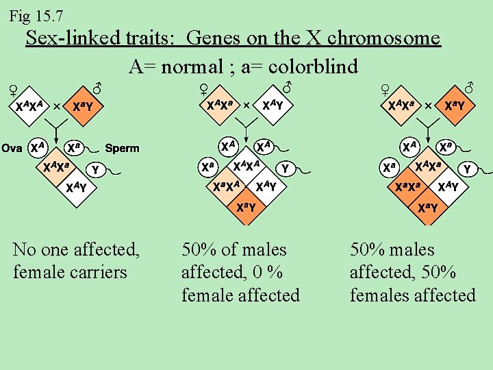 Fig 15. 7 Sex-linked traits: Genes on the X chromosome A= normal ; a=