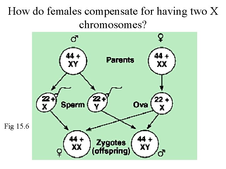 How do females compensate for having two X chromosomes? Fig 15. 6 