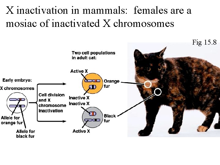 X inactivation in mammals: females are a mosiac of inactivated X chromosomes Fig 15.