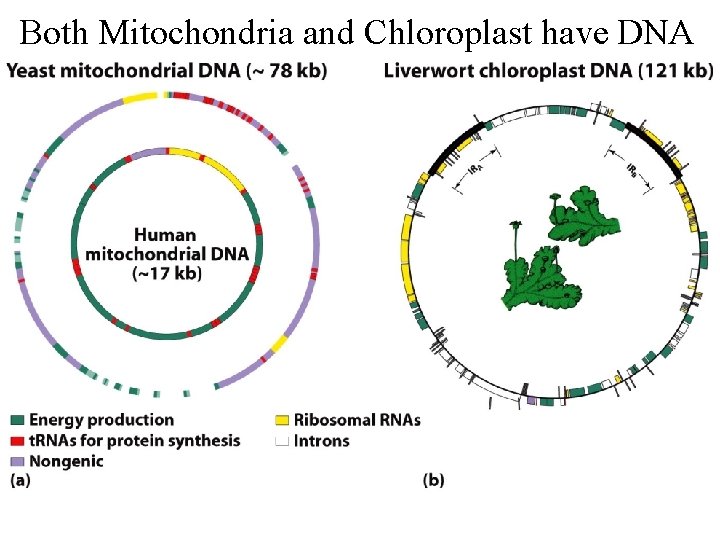 Both Mitochondria and Chloroplast have DNA 