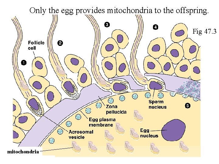 Only the egg provides mitochondria to the offspring. Fig 47. 3 mitochondria 