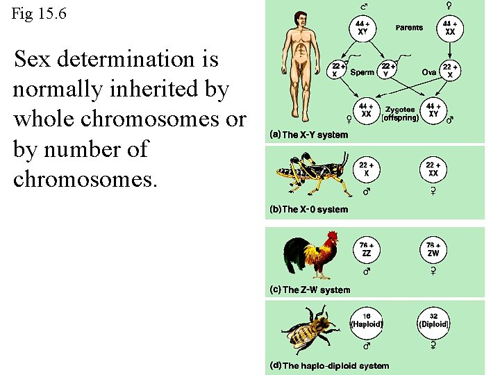 Fig 15. 6 Sex determination is normally inherited by whole chromosomes or by number