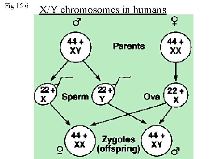 Fig 15. 6 X/Y chromosomes in humans 