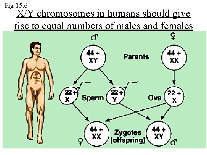Fig 15. 6 X/Y chromosomes in humans should give rise to equal numbers of
