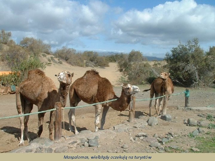Maspalomas, wielbłądy oczekują na turystów 