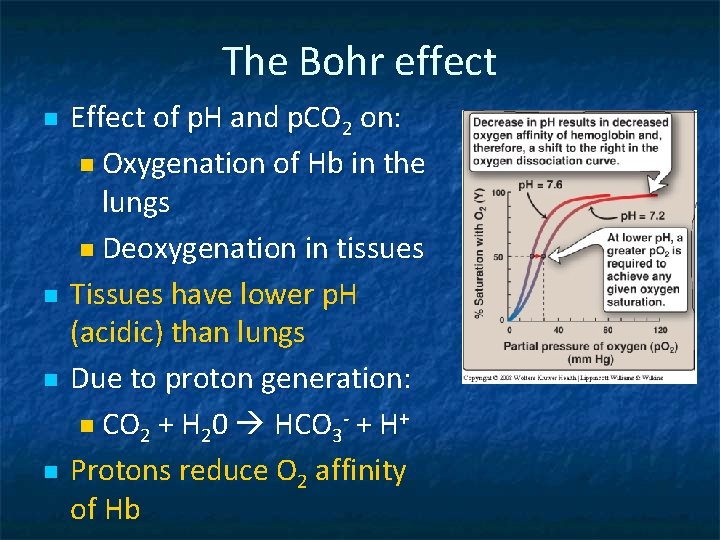 The Bohr effect n n Effect of p. H and p. CO 2 on:
