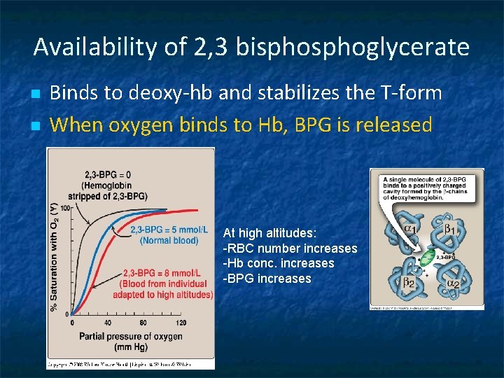 Availability of 2, 3 bisphoglycerate n n Binds to deoxy-hb and stabilizes the T-form