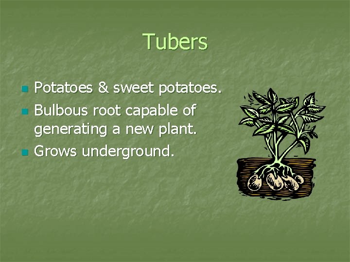 Tubers n n n Potatoes & sweet potatoes. Bulbous root capable of generating a