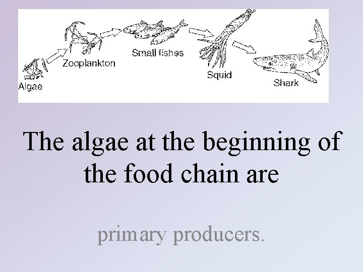 The algae at the beginning of the food chain are primary producers. 