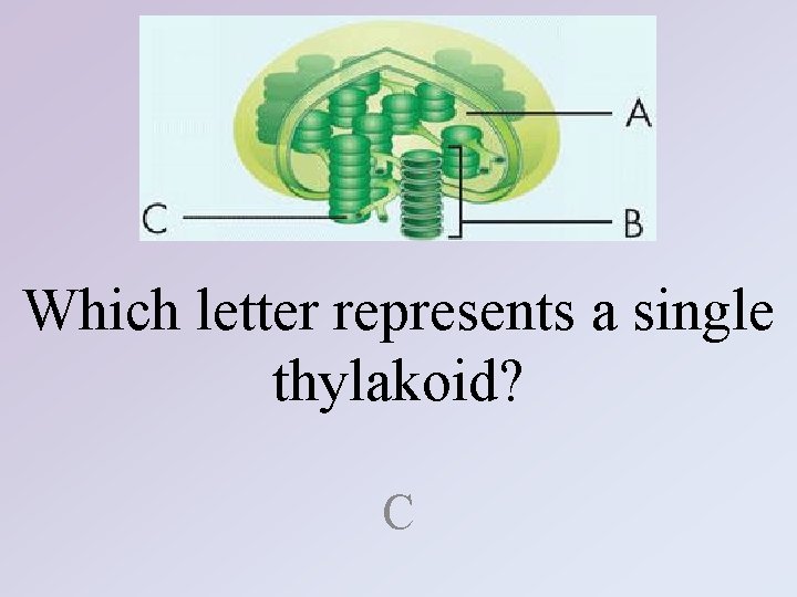 Which letter represents a single thylakoid? C 
