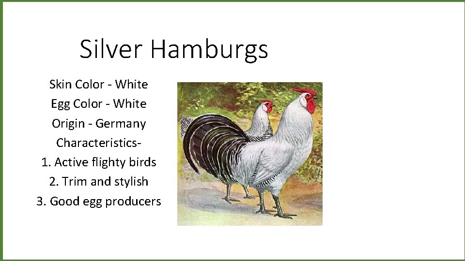 Silver Hamburgs Skin Color - White Egg Color - White Origin - Germany Characteristics