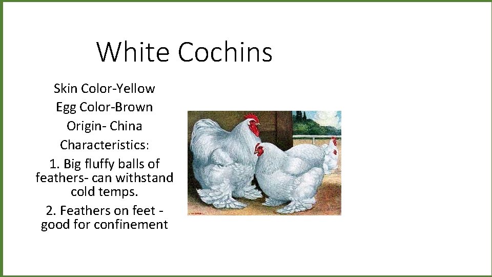 White Cochins Skin Color-Yellow Egg Color-Brown Origin- China Characteristics: 1. Big fluffy balls of