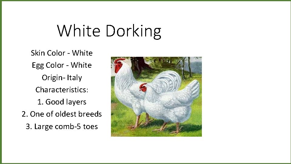 White Dorking Skin Color - White Egg Color - White Origin- Italy Characteristics: 1.