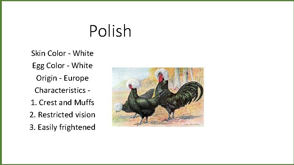 Polish Skin Color - White Egg Color - White Origin - Europe Characteristics 1.
