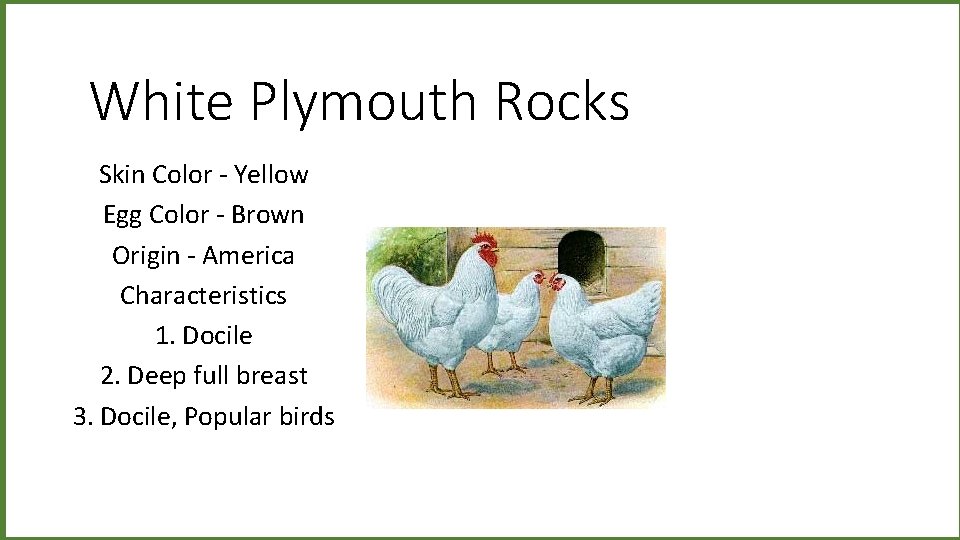 White Plymouth Rocks Skin Color - Yellow Egg Color - Brown Origin - America