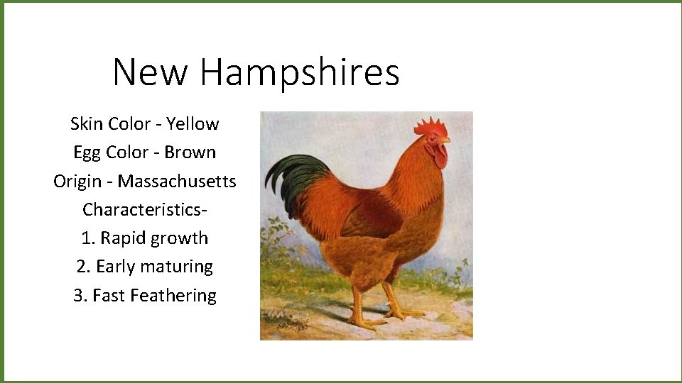 New Hampshires Skin Color - Yellow Egg Color - Brown Origin - Massachusetts Characteristics