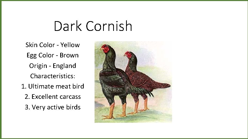 Dark Cornish Skin Color - Yellow Egg Color - Brown Origin - England Characteristics: