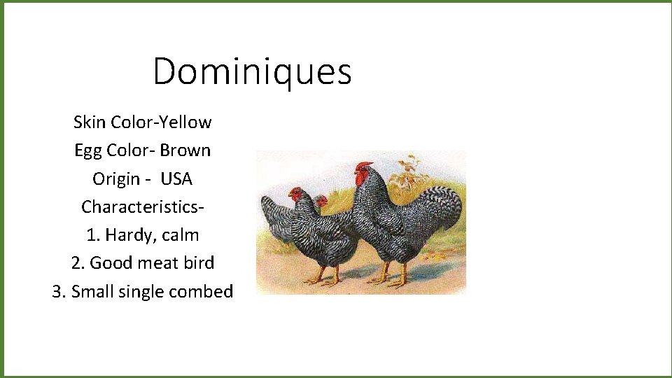 Dominiques Skin Color-Yellow Egg Color- Brown Origin - USA Characteristics 1. Hardy, calm 2.