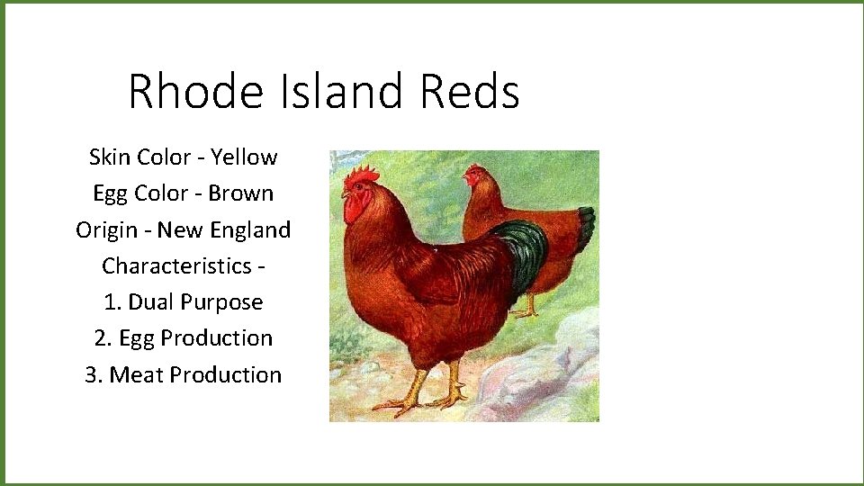 Rhode Island Reds Skin Color - Yellow Egg Color - Brown Origin - New