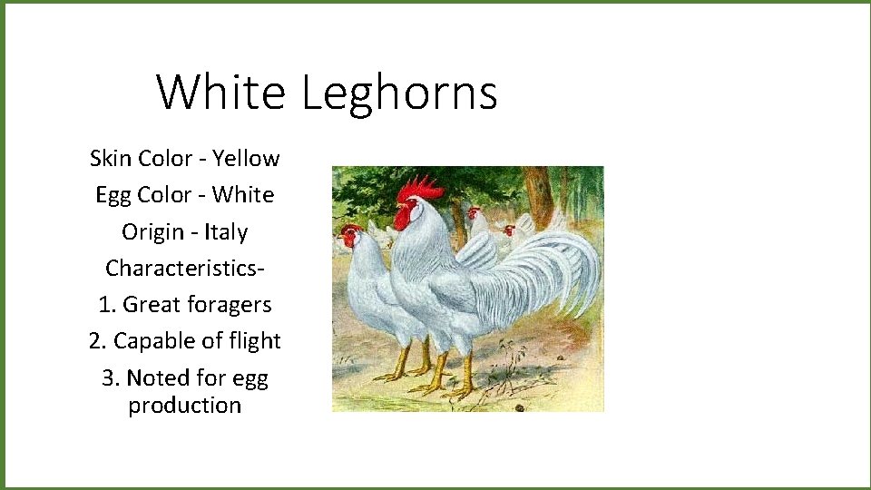 White Leghorns Skin Color - Yellow Egg Color - White Origin - Italy Characteristics