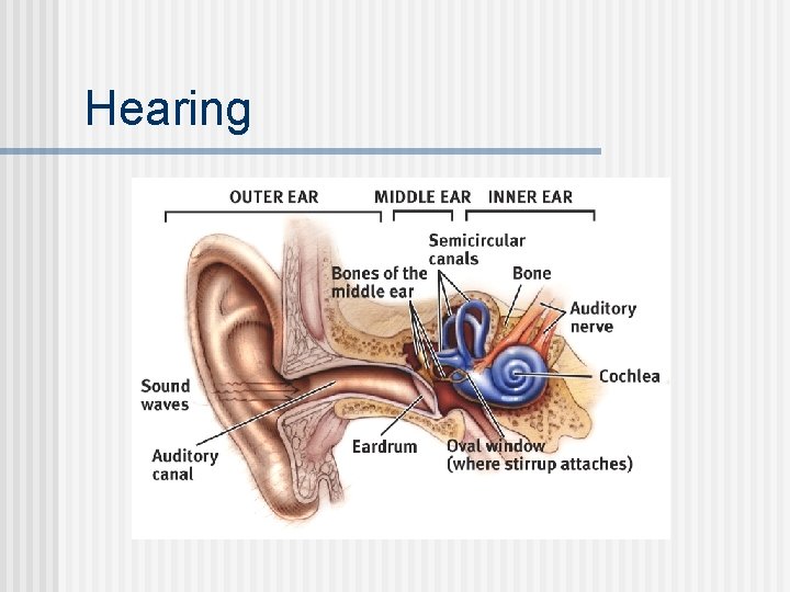 Hearing 