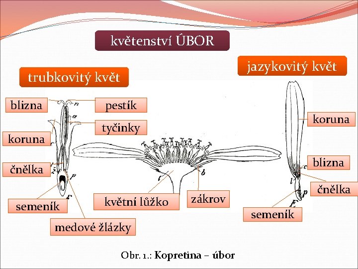 květenství ÚBOR jazykovitý květ trubkovitý květ blizna pestík koruna tyčinky koruna blizna čnělka semeník