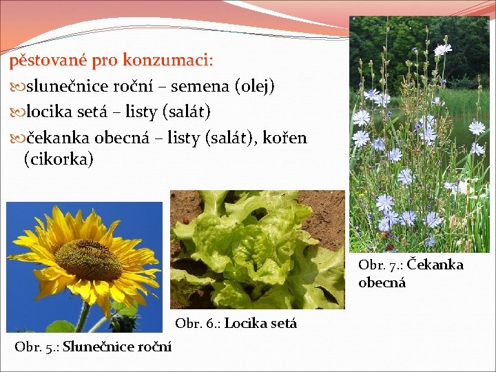 pěstované pro konzumaci: slunečnice roční – semena (olej) locika setá – listy (salát) čekanka