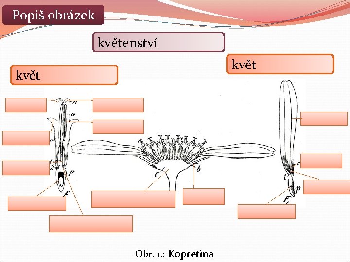 Popiš obrázek květenství květ Obr. 1. : Kopretina 