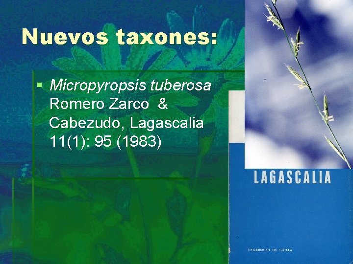 Nuevos taxones: § Micropyropsis tuberosa Romero Zarco & Cabezudo, Lagascalia 11(1): 95 (1983) 