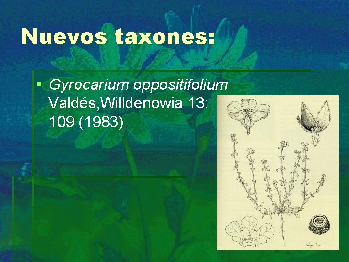 Nuevos taxones: § Gyrocarium oppositifolium Valdés, Willdenowia 13: 109 (1983) 