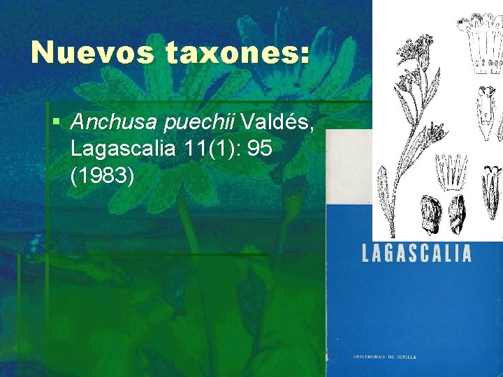 Nuevos taxones: § Anchusa puechii Valdés, Lagascalia 11(1): 95 (1983) 