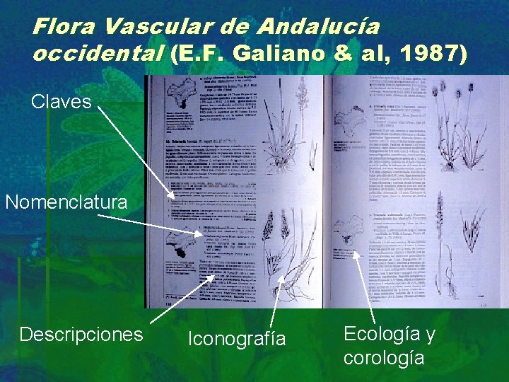 Flora Vascular de Andalucía occidental (E. F. Galiano & al, 1987) Claves Nomenclatura Descripciones
